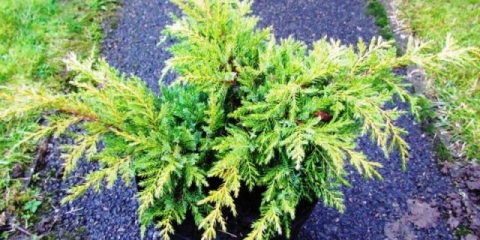 Juniper goldkissen: opis, fotografija